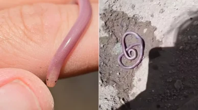 8 bin liraya aldığı solucan çocuk parkında ezilince çileden çıktı