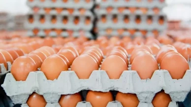 Yumurtanın üretim maliyeti düşerken market fiyatları sabit!