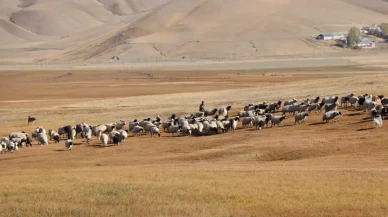 Çoban Bulma Krizi: Besiciler 60 Bin TL, Çobanlar 100 Bin TL İstiyor
