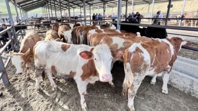 Doğu Anadolu'dan kurbanlık sevkiyatı başladı