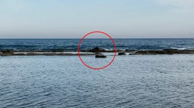 Antalya'da denizin ortasındaki inek leşi görenleri şoke etti