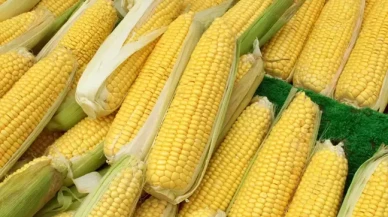 Mısır ithalatında 1 milyon tonluk tarife kontenjanı açıldı