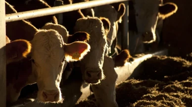 İngiltere’de yeni “Deli Dana” vakası