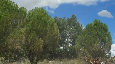 Ormanlık alanlara girişler ve piknik ateşi yakılması 5 ay boyunca yasaklandı!