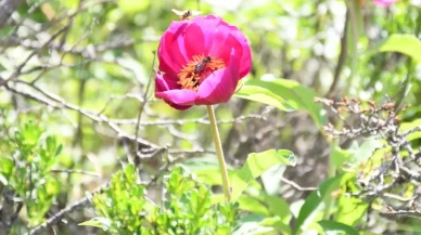 Ömrü 15 gün, koparmanın cezası 557 bin lira