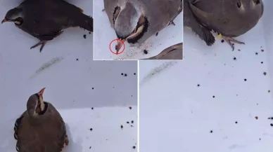 Bunu yapan bir dernek! Keklikleri rahatça öldürebilmek için yaptıkları şova bakın