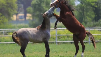 Sıfır araba parasına atın bakın neyini satıyorlar!