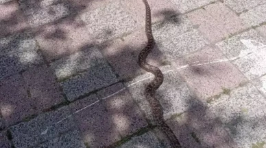 İstanbul'da yılan alarmı: 7 ilçede görüldü!