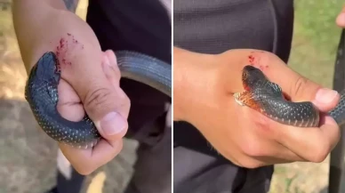 "Zararsız öldürmeyin" dediği kara yılan 2 kez elini ısırdı