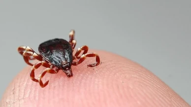 Türkiye'de kene istilası var mı? Resmi açıklama geldi