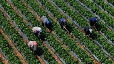 Çiftçilere 5,5 milyar lira destek ödemesi bugün yapılacak