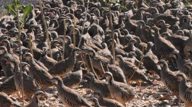 Kene ile mücadele için binlerce keklik doğaya bırakılıyor