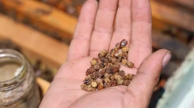 Çöpe atılıyordu! Artık kilosu 3 bin TL'den satılıyor