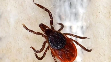 Kene vakaları arttı! İstanbul'da görüldü mü, sakın çıplak elle dokunmayın!