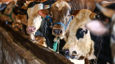 Kurbanlıklarını satamayanlar için yeni uygulamayı Bakan Yumaklı duyurdu