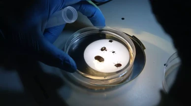 Türkiye'de yeni kene türü keşfedildi! 30'dan fazla hastalık taşıyor