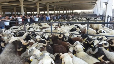 Kurbanlıklarda görülmemiş hile aman dikkat