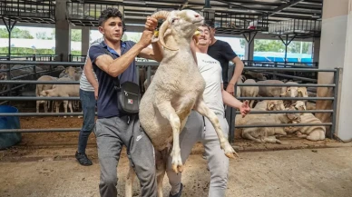 4 boynuzlu koç kurban pazarının gözdesi oldu