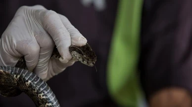 İstanbul'un üç ilçesinde yılan kabusu! Boyu 2,5 metreyi buluyor, uzmanlar uyardı