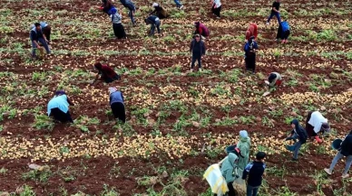 Hasat başladı, aylık kazançları 100 bin lirayı buluyor