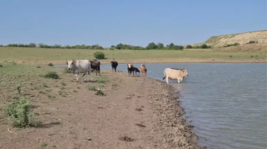 Köylüler ayaklandı: Hayvancılık biter