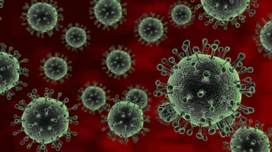 DSÖ'den "salgın" uyarısı! Chikungunya virüsü hızla yayılıyor, 5.6 milyar kişi risk altında