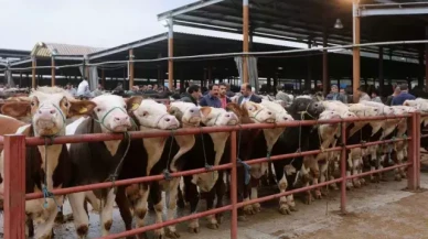 81 ile acil kodlu yazı: Tüm hayvan pazarları ikinci bir emre kadar kapatıldı