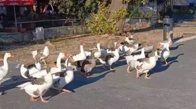 CİMER'e şikayet edilen kazlar hapis altında!