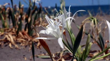 Bu çiçeği koparmanın cezası 380 bin TL