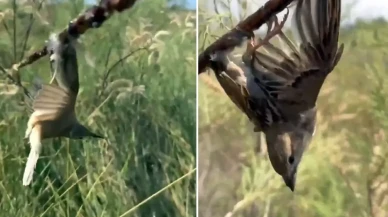 Görüntü Türkiye'den! Kuş cennetine giden araştırmacılar gördükleri karşısında şoke oldu