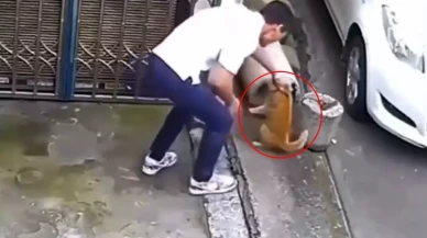 Sevmek bahanesiyle kedinin yanına yaklaştı, sonrasında olanlara inanamayacaksınız