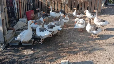 CİMER'e şikayet edilip kümese kapatılan kazlara 'şartlı tahliye'