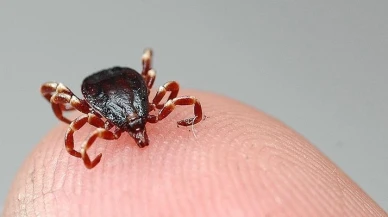 Kene kabusu sürüyor! Bir ölüm daha