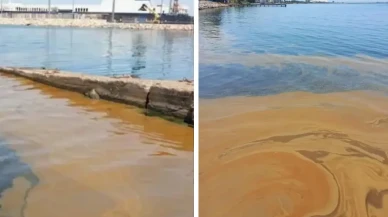 Yalova'daki deniz kirliliğine müdahale: Numuneler TÜBİTAK'a gönderildi!