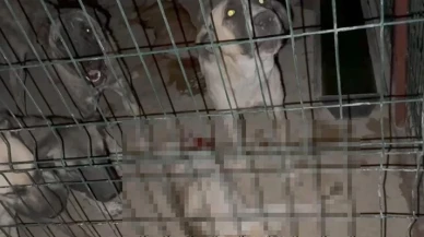 Hayvan barınağında skandal görüntüler! Sosyal medyada tepki yağdı