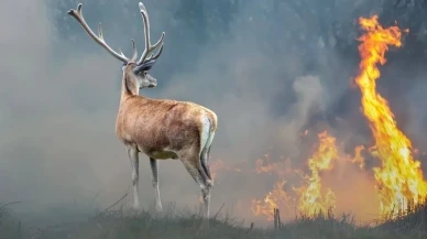 Tarım ve Orman Bakanlığı’ndan orman yangınlarında etkilenen hayvanlara yönelik uyarı!