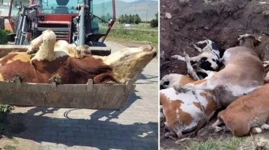 Ardahan'da Şap Hastalığı Alarm Veriyor!