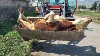 Şap alarmı: Yüzlerce hayvan telef oldu, üretici krizde!