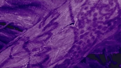 2.500 yıllık sanat: Altay Dağları’ndaki mumya dövmeleri!