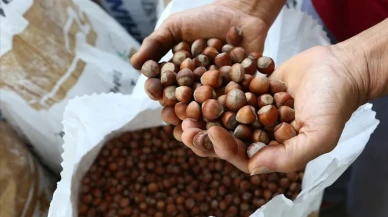 Fındık ihracatı yükselişte!  İhracatta 2,4 milyar dolarlık kazanç