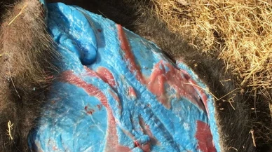 Mavi etli domuzlar türedi! Domuzun içini kesen avcılar irkildi alarm verildi