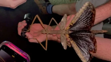 Gizlendiği yerden çıktı! 40 cm'lik dev böcek keşfedildi