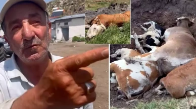 Yetkililer buna ne diyecek? Şap hastalığının vurduğu Ardahan'da vatandaştan olay sözler