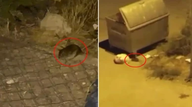 Ankara’da fare alarmı: Mahalle sakinleri tedirgin