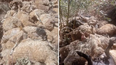 334 küçükbaş hayvanın bulunduğu sürü telef oldu