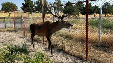 “Ölümcül Beyin Kurdu”na karşı erken teşhis umudu