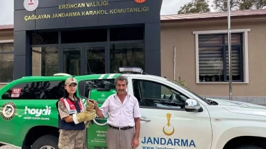 Erzincan’da bulunan şahin yavrusu korumaya alındı