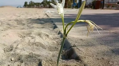 Yıllar sonra açan Kum Zambağı koruma altına alındı