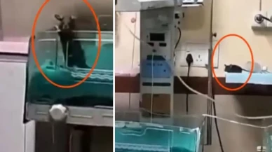 Yenidoğan ünitesinde fare dehşeti: İki bebek feci şekilde can verdi