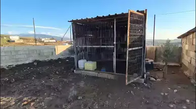 Osmaniye’de hobi bahçesinde güvercin hırsızlığı: 25 güvercin çalındı